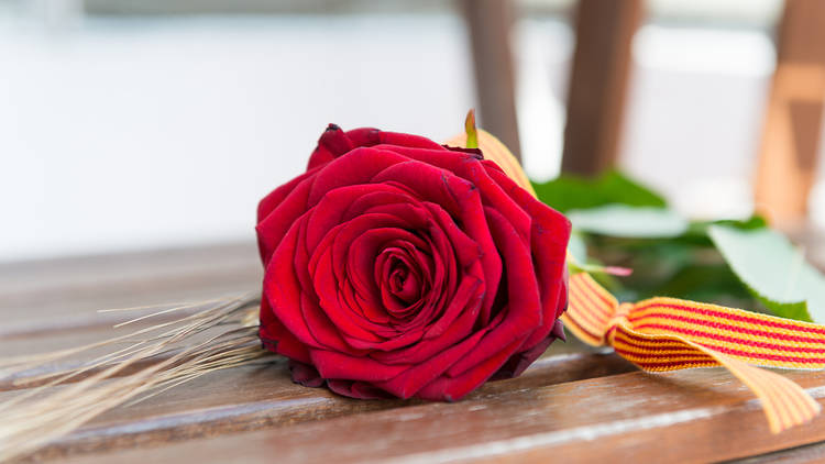 Feliç Sant Jordi!
Tenir cura de les plantes, les flors i els jardins contribueix a una natura de la que podem gaudir tots.