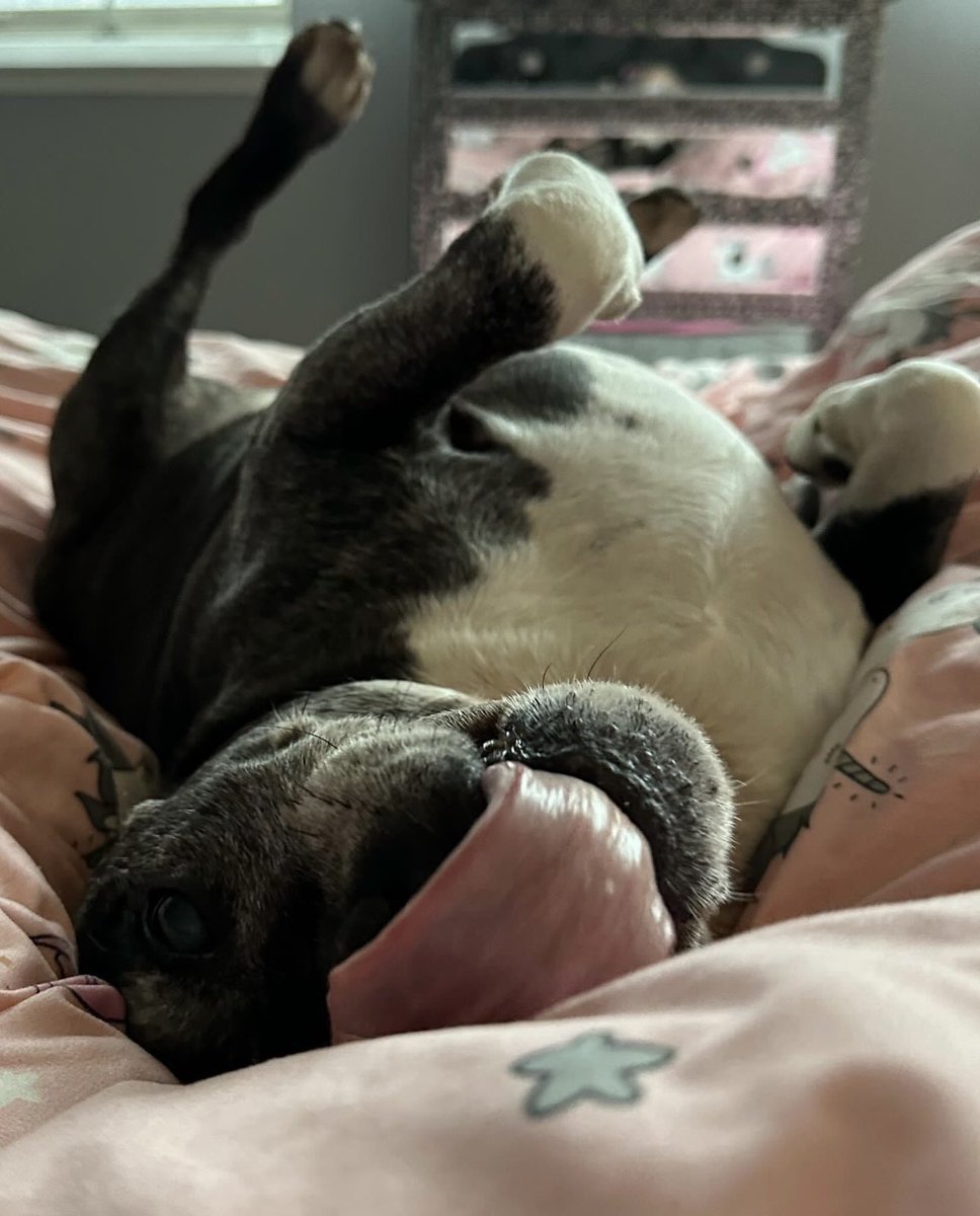 Happy #tongueouttuesday from Ms Darcy & Doogie 🥰💖 #basset #staffie @SeniorStaffy #rescuedogs 💙