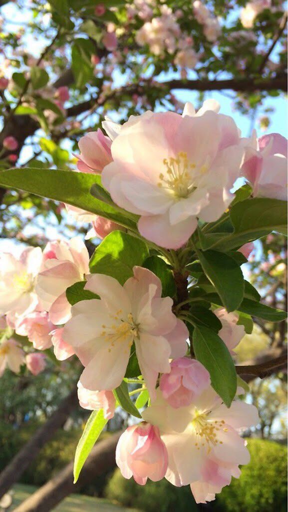 Beauty of spring 🌸🌺