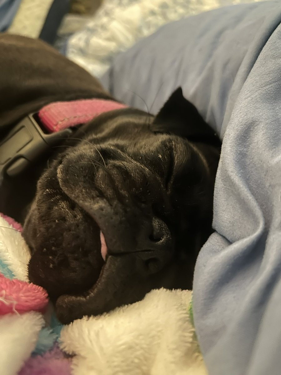 We all know what time is, #tongueoutTuesday , #TOT, here is sleepy little tongue from Bok Choy. Have a great day and please be kind. #puglife .
