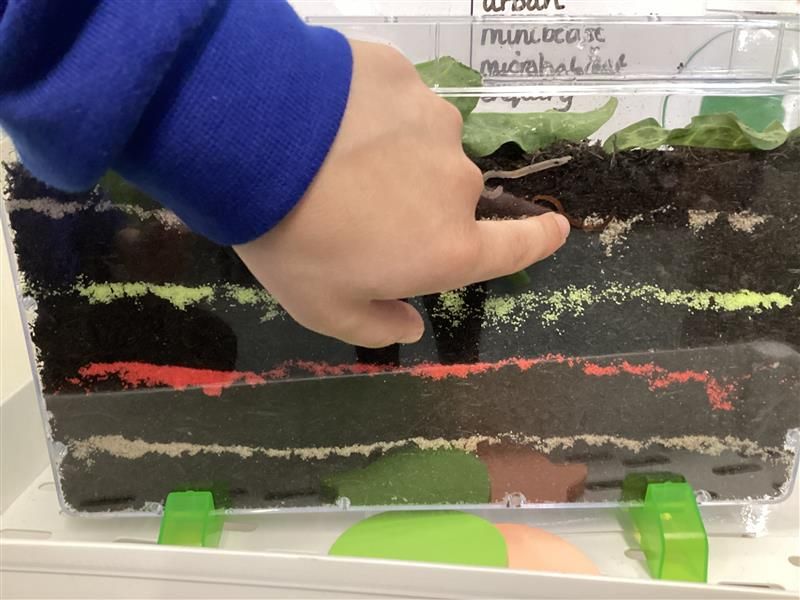 We've had a special delivery in Year 2 to support our Science learning of 'Living Things and Their Habitats'! We now have a 'Worm World' in Hazel classroom to help us with observing and exploring world habitats and microhabitats 🐛