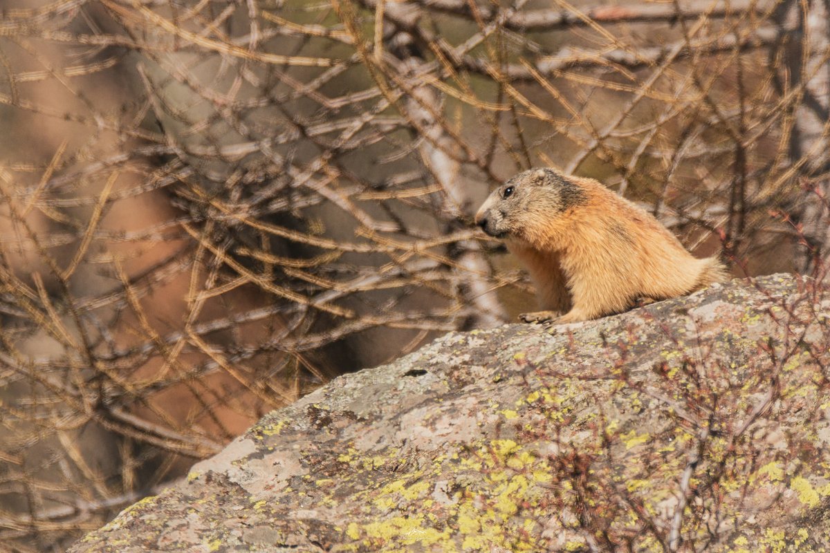 Rendez-vous au sommet de la Vallée de la Tinée pour observer la faune sauvage ! 😍

📸 Zoom Dans L'oeil De Fab (fb) 
#ExploreNiceCotedAzur