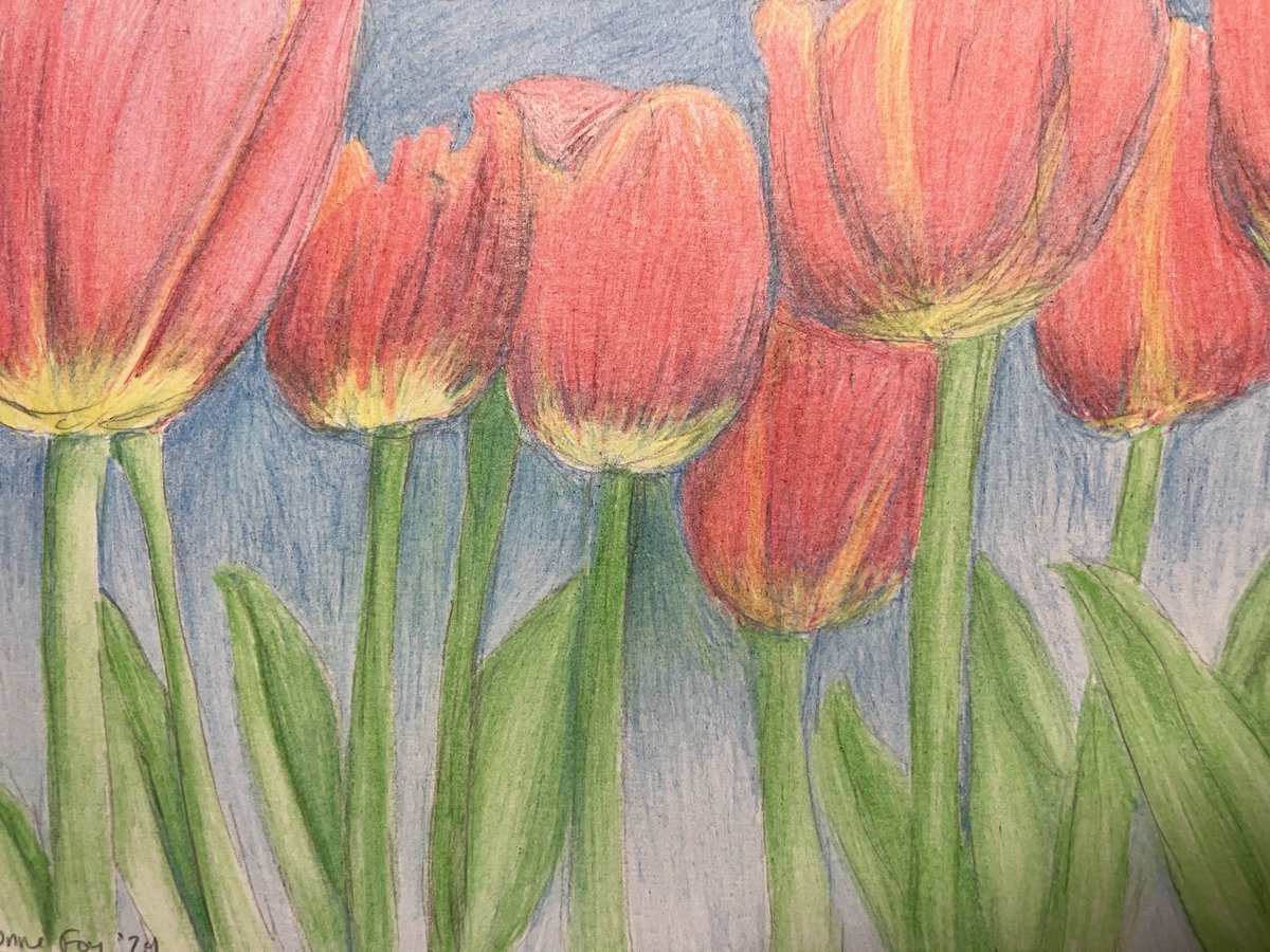 The momma’s birthday request:
‘The Tulips at Mt. Vernon,’ colored pencil on paper, 6x8in, 2024

#artistontwitter #pencildrawing #coloredpencils #femaleartist #art #artist #tulipsfestival #tulips🌷 #wa #washington