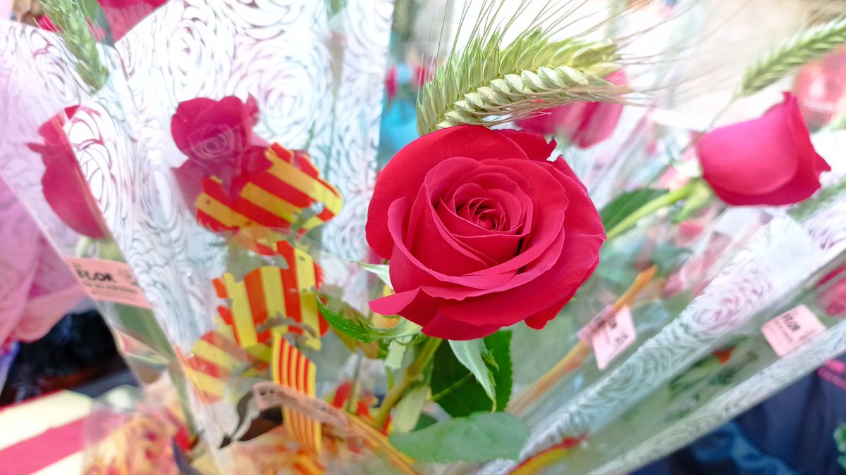 Ja ha començat el dia més bonic de l'any a Catalunya. Bona diada de Sant Jordi a tothom! 🐉📖🌹 #SantJordi