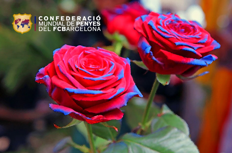 Confederació Penyes FC Barcelona tweet media