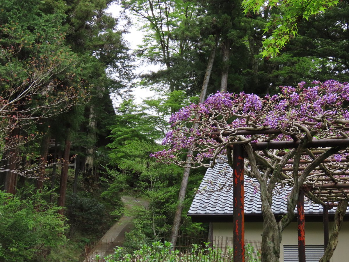 霧雨降る石山寺
山深く新緑美しい中に
咲き出した
藤の花が美しかった✨

#TLを花でいっぱいにしよう #藤の花 #キリトリセカイ