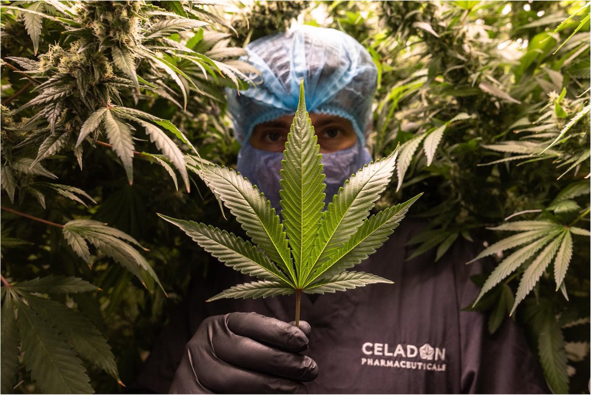 Celadon's recent contract with a leading European medicinal cannabis company has the potential to generate revenue to Celadon of up to £26 million of product (£8.7 million annually) over the three year term, with the first delivery anticipated in H2 2024. #CEL #Medical #Cannabis