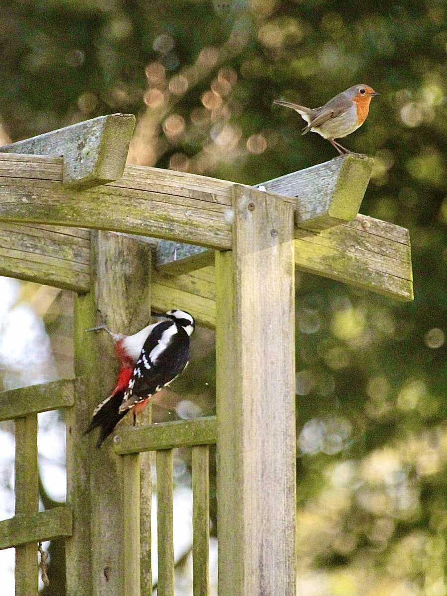 Great Spotted woodpecker having a go at the trellis, an inquisitive robin turns up to watch until he realised no food was forthcoming