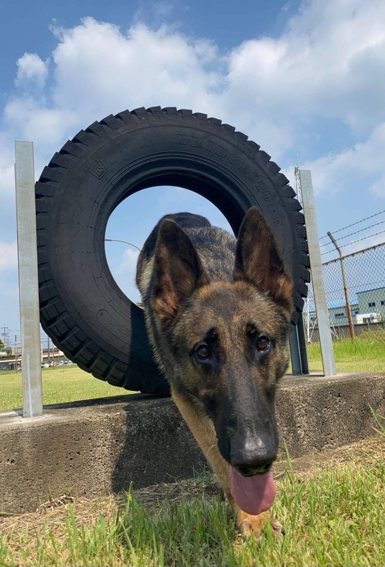 おはようございます

今日は、 #国際盲導犬 の日です

目の不自由な方にとって大切な盲導犬の普及と盲導犬に対する理解を高めることを目的とされています

自衛隊では、災害の被災地で目となり耳となり警備犬が活躍しています
#福岡地本 #航空自衛隊 #警備犬 #支えるパートナー
引用：入間基地Ｘ