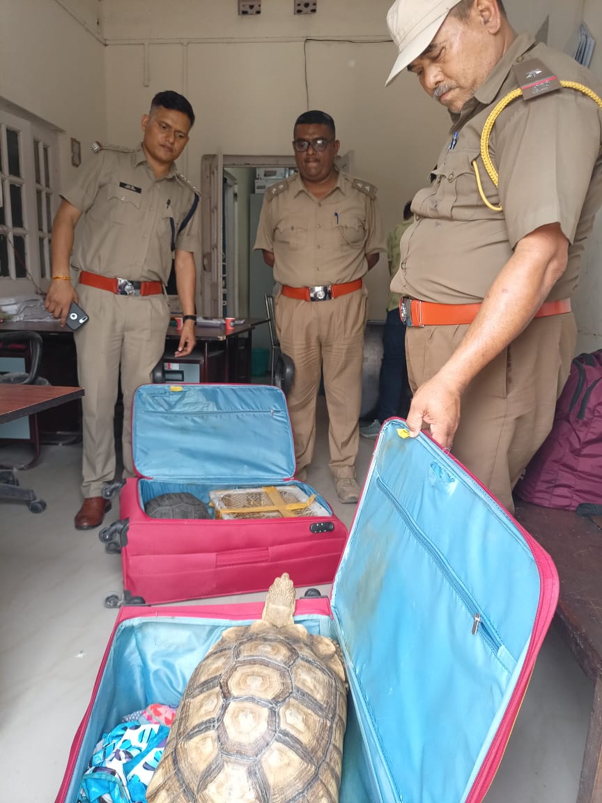 WCCBHQ's tweet photo. Committed to end wildlife crime!
On intelligence inputs of WCCB, Two #tortoises were seized in joint #operation conducted by #WCCB and West Bengal #Forest Department at #Alipurdwar, West Bengal on 15-04-2024. https://t.co/JtRIYMHxc4