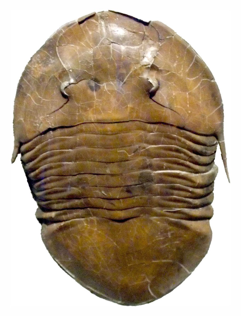 #TrilobiteTuesday Isotelus maximus from the Late Ordovician Arnheim Formation of Ohio.