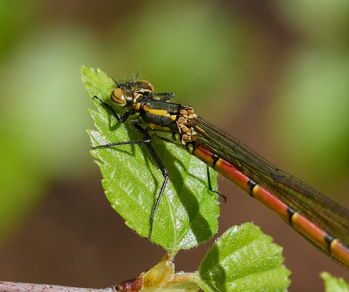 My  first Large Red Damselfly this year.