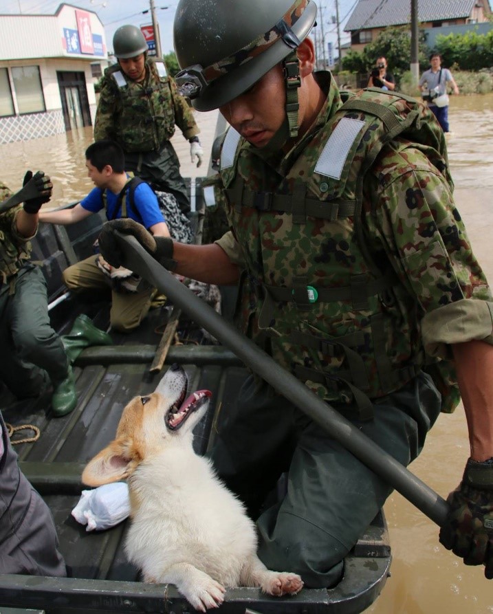 おはようございます

今日は、#家族と暮らす動物の幸せを考える日 です

どんな時も家族の一員

家族のもとへ

#福岡地本 #陸上自衛隊 #災害派遣 #良い肉球
引用：陸上自衛隊Ｘ