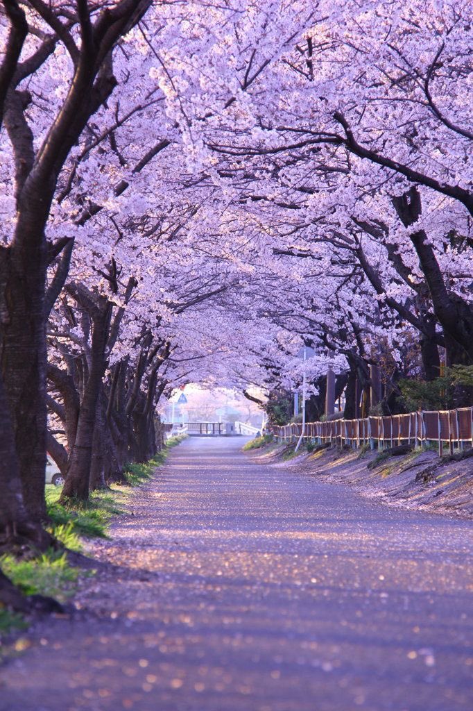 Good morning X friends Beautiful Tuesday 💜🍃💜everyone 💜🍃💜🍃💜🍃 #AnimalLovers 🐈 #CoffeeLovers ☕️ #Palestine_Genocide 🥲 #PeaceAndLove 🕊️ Cherry blossom Gifu Japan 🇯🇵 via PHOTOHITO Tree 🌲 Tunnel 💜🍃💜🍃