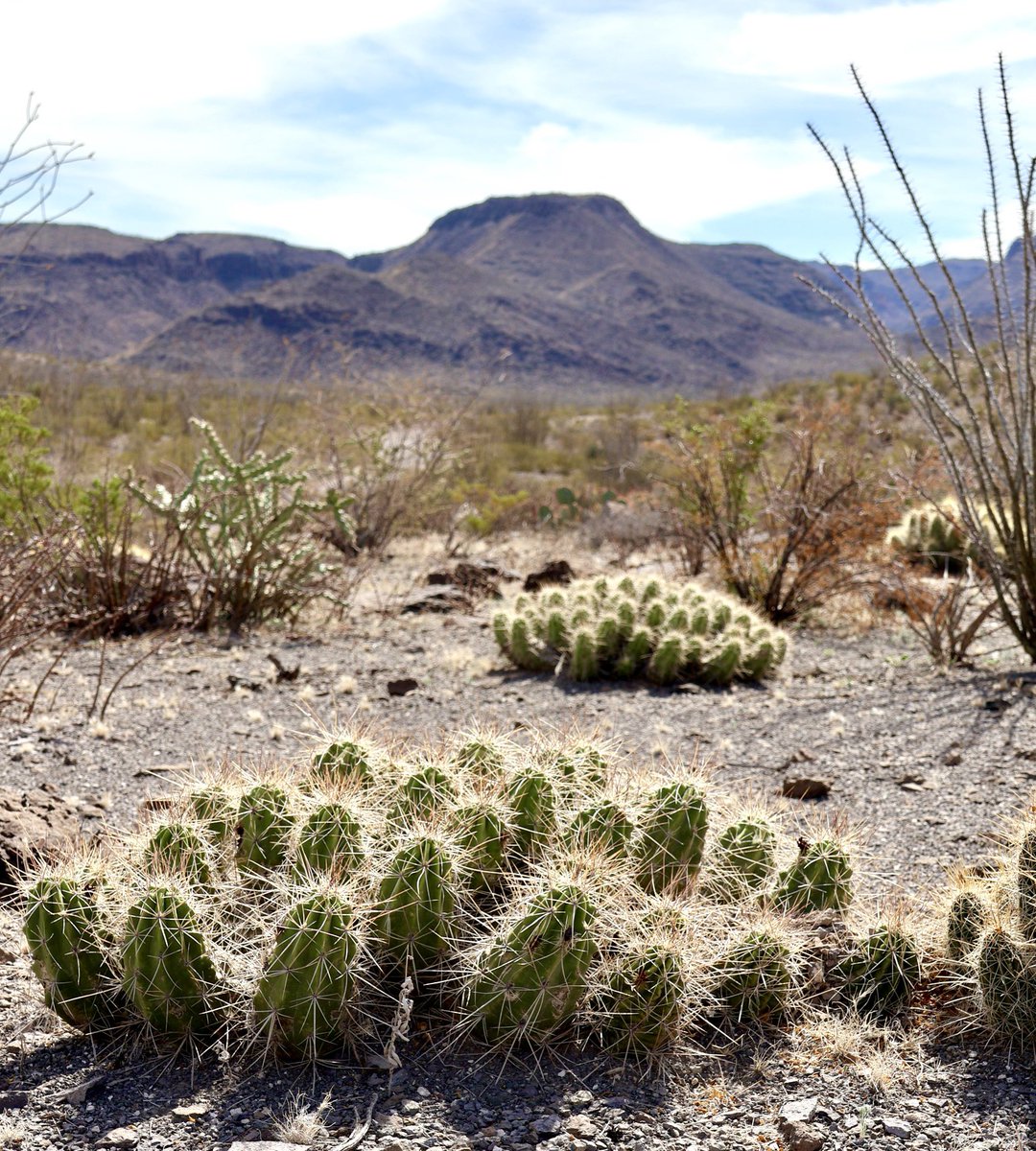 Big Bend, Texas #NationalParkWeek #EarthDayEveryDay #EarthDay2024 #RockinTuesday