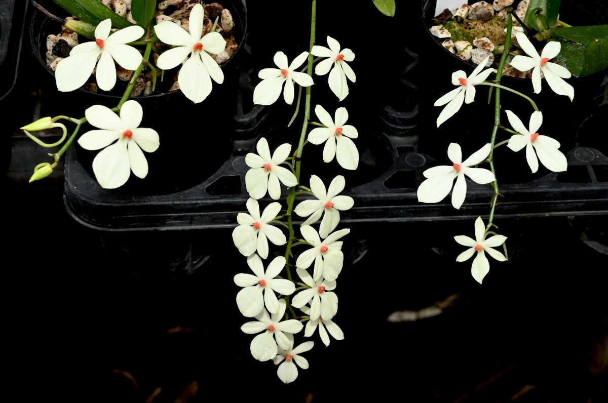 輪数が少ないと花が大きい。 （花の大きな個体？）