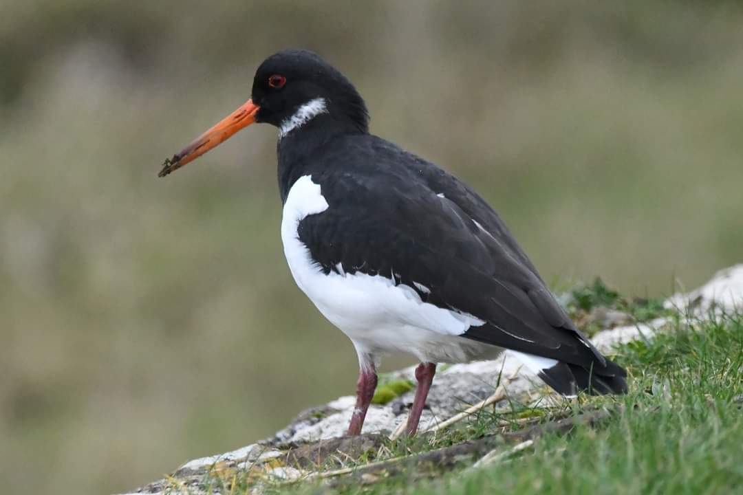 Oystercatcher Bude Cornwall 〓〓 #wildlife #nature #lovebude #bude #Cornwall #Kernow #wildlifephotography #birdwatching #BirdsOfTwitter #TwitterNatureCommunity #Oystercatcher