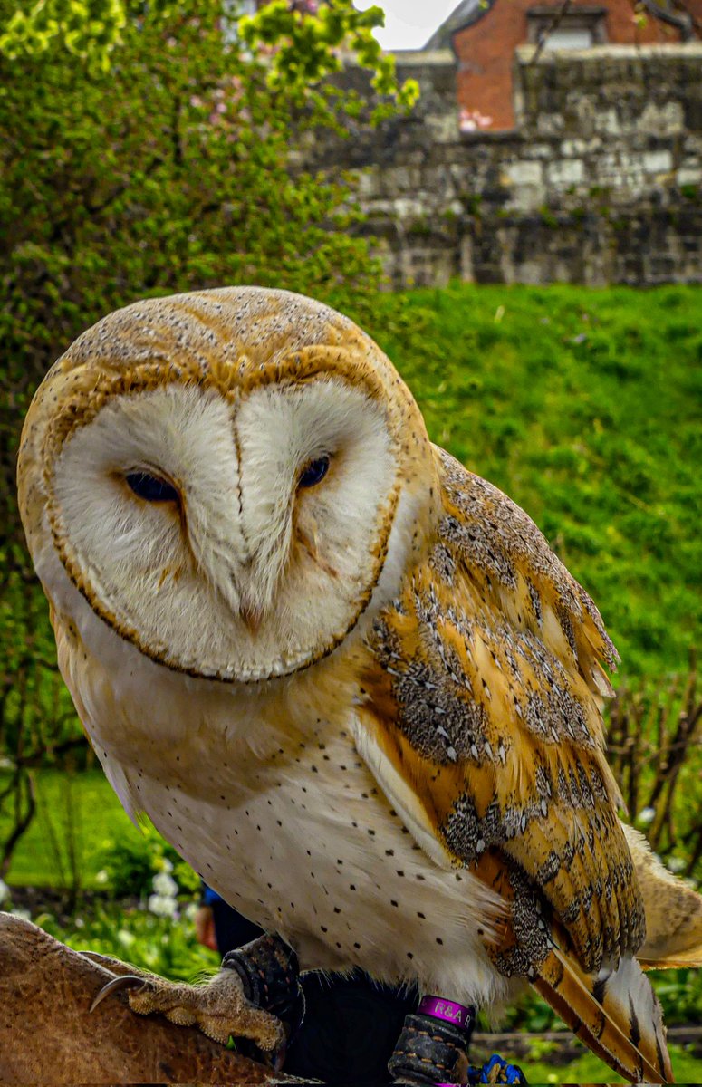 Sweet (but vocal) barn owl 🦉😁