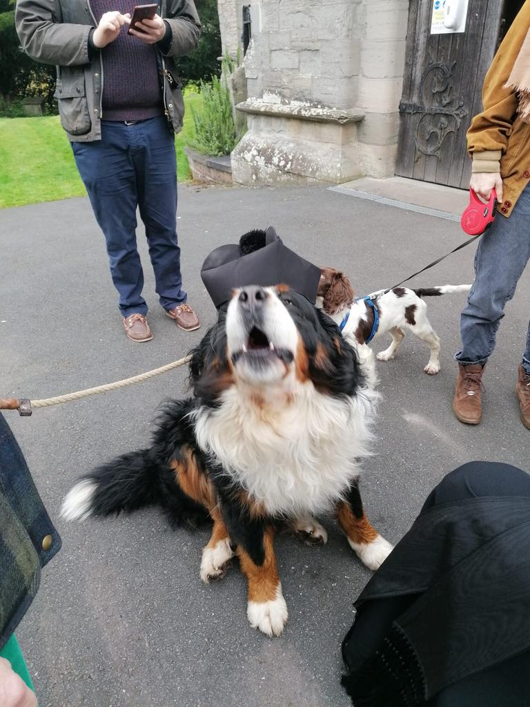 Here is another George (Georges actually) for St George's Day, wearing Father Richard's biretta on Easter Sunday at St Mary's Hay on Wye where they are very kind to dogs.