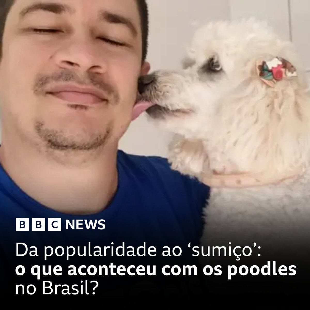 bbcbrasil's tweet photo. Não é só impressão sua: se o Brasil era um país cheio de poodles nos anos 1990, hoje é cada vez mais raro encontrar um - e essa popularidade do passado é um dos motivos que levaram a um declínio do número de animais e criadores...

Leia neste #ArquivoBBC > https://t.co/p7YLpVpwHa https://t.co/NHW00FkSyh