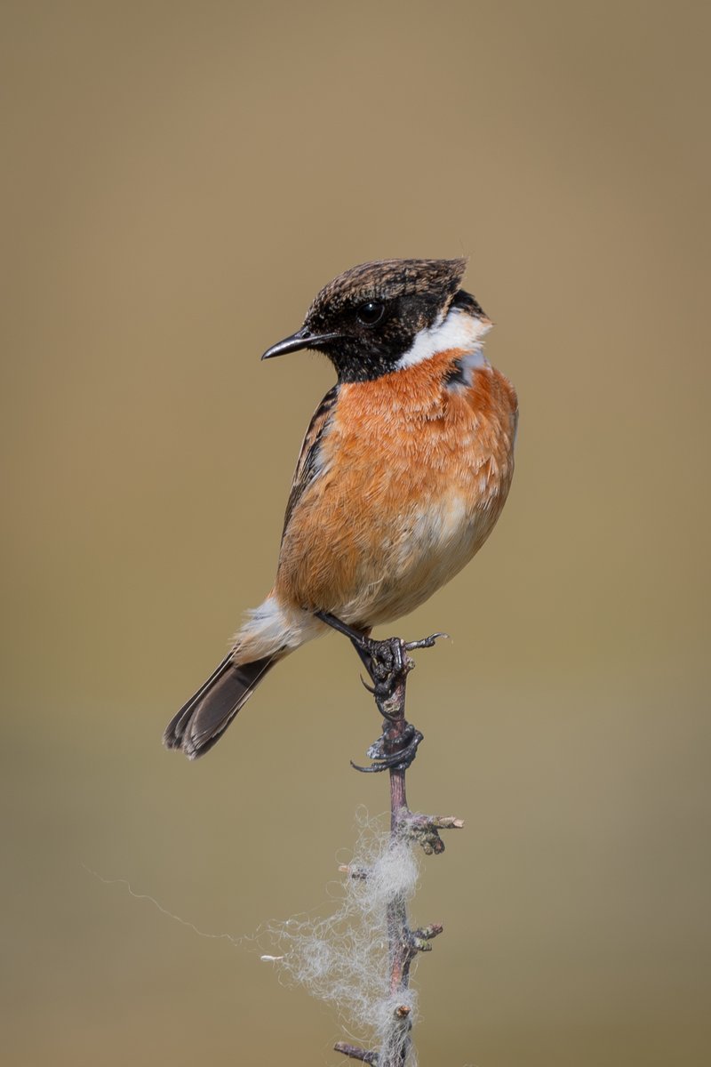 Male Stonechat this morning #isleofman