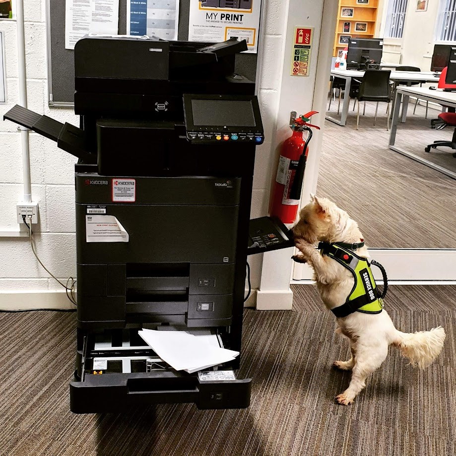 It's De-stressival this week! At the library remember we are here to support you. If you have queries you can come see us in person or via LibChat, email or phone. If you are lucky, you may be able to say hello to Chutney!