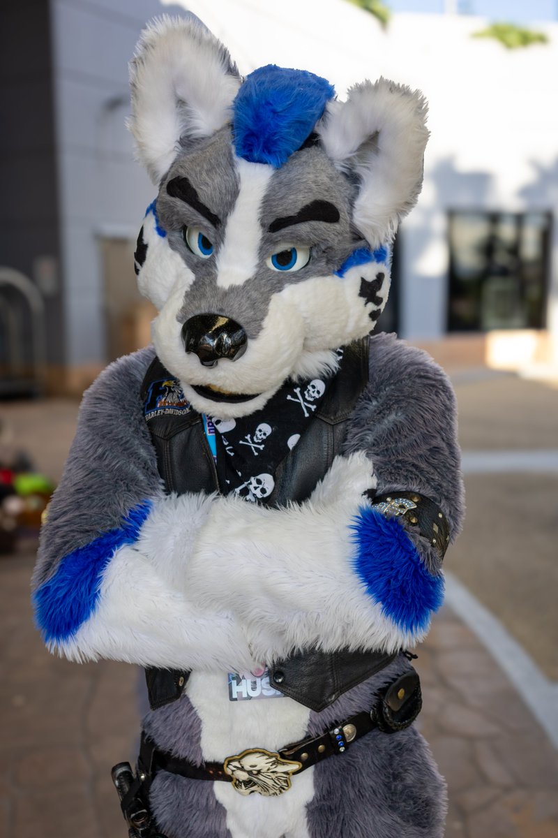 Kayden_Husky's tweet photo. More Fluffs from Furdu please tag as i do not know who they are :) i know who i am though so no need to tag . https://t.co/WC0218zPP1