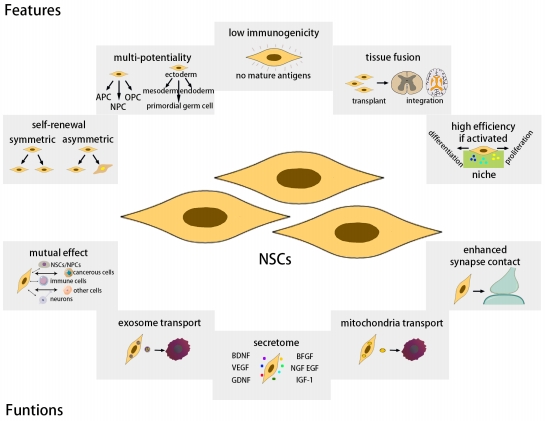 STMPUB's tweet image. #centralnervoussysteminjury #neuralstemcell #immunecell
New insights into the biological roles of immune cells in neural stem cells in post-traumatic injury of the central nervous system
journals.lww.com/nrronline/full…