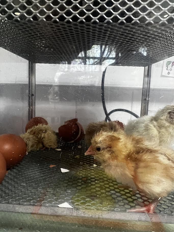 Year 1 received a special delivery, an incubator with 7 unhatched eggs 🐣 Students created fact files all about chicks as they kept a close watch for any signs of cracks or movement! Last Wednesday we were lucky enough to welcome the first 4 chicks with the others joining after!