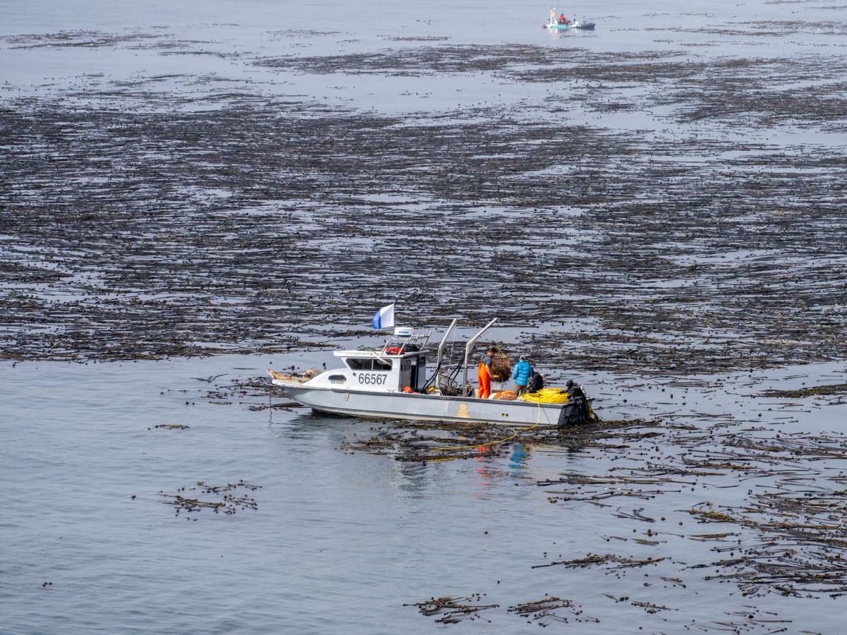 🌊 How can the US responsibly develop Ocean Carbon Dioxide Removal (CDR) to help combat #ClimateChange? A recent article for @WRI explores just this. 👇 🔗 Find out more: ow.ly/NXZT50Rj6IY