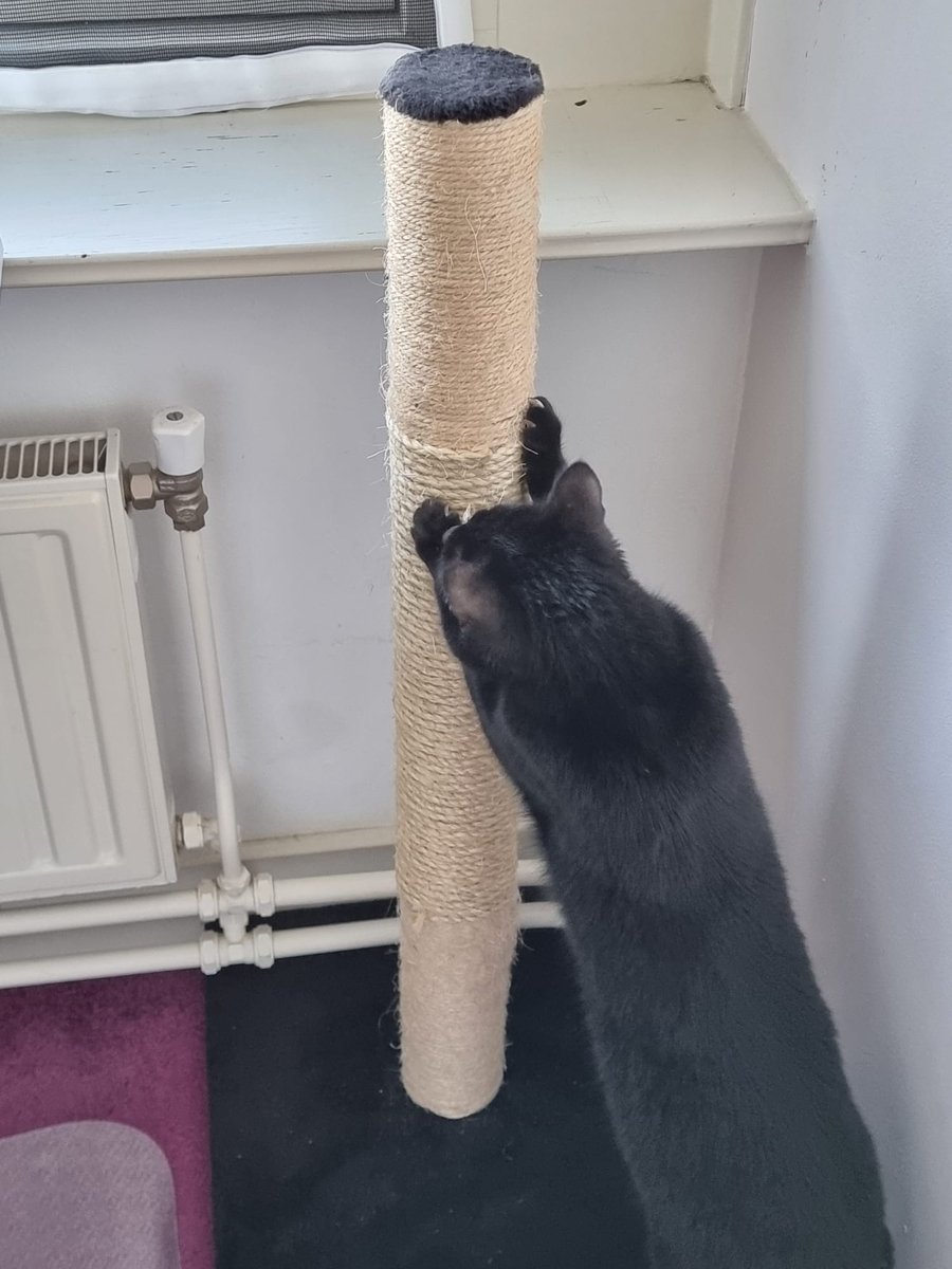 MlduCroix's tweet photo. I fixed his scratching pole yesterday. 
While I'm happy with the result, I also figured out that buying a new one would have been easier and slightly cheaper. 😅
#cats #CatsofTwittter https://t.co/bq9zsf2rnS