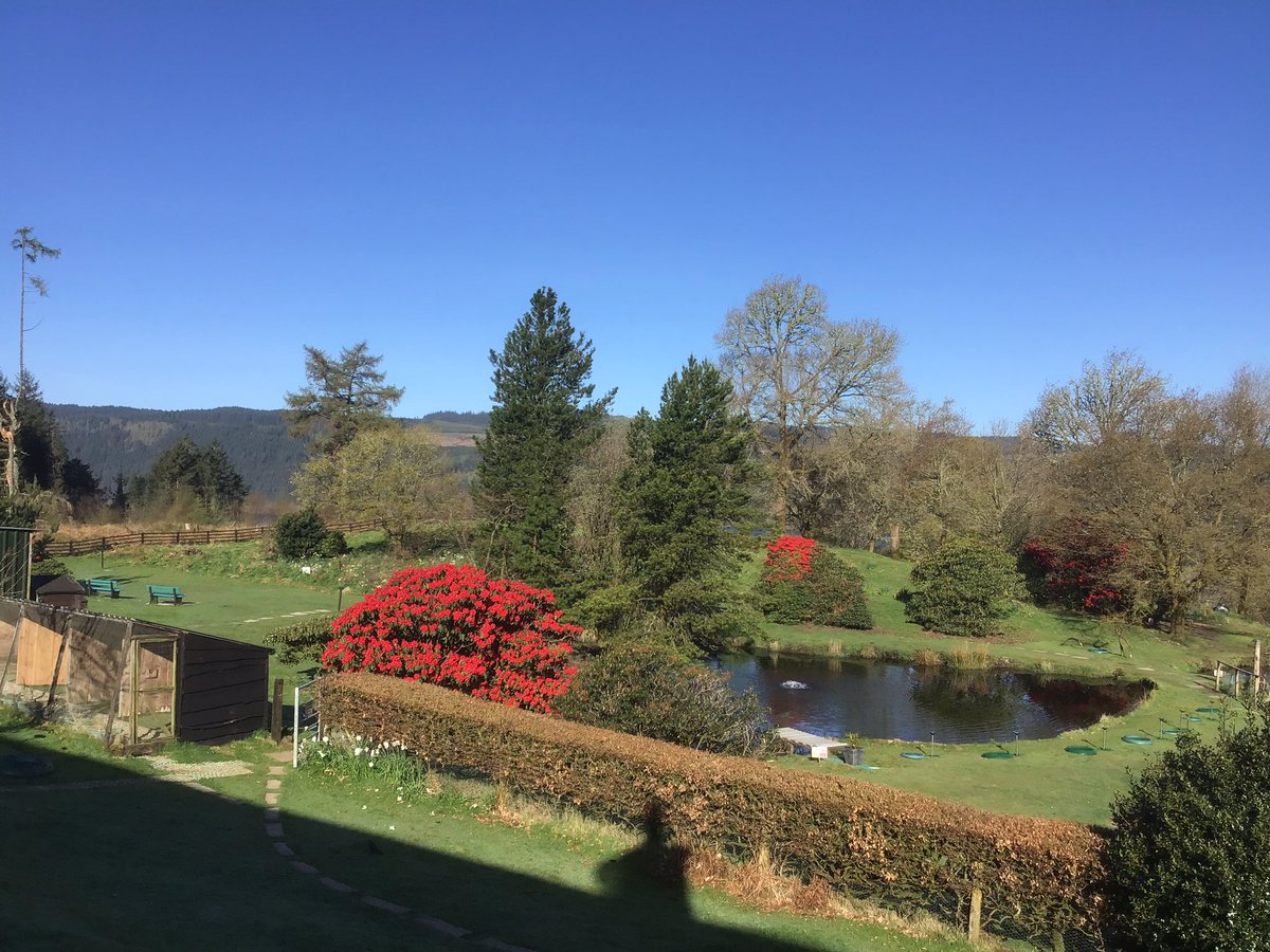 It’s going to be a cracker of a day wall to wall blue sky.  #argyll #lochawe #lochawefalconry #falconrylochawe #spring