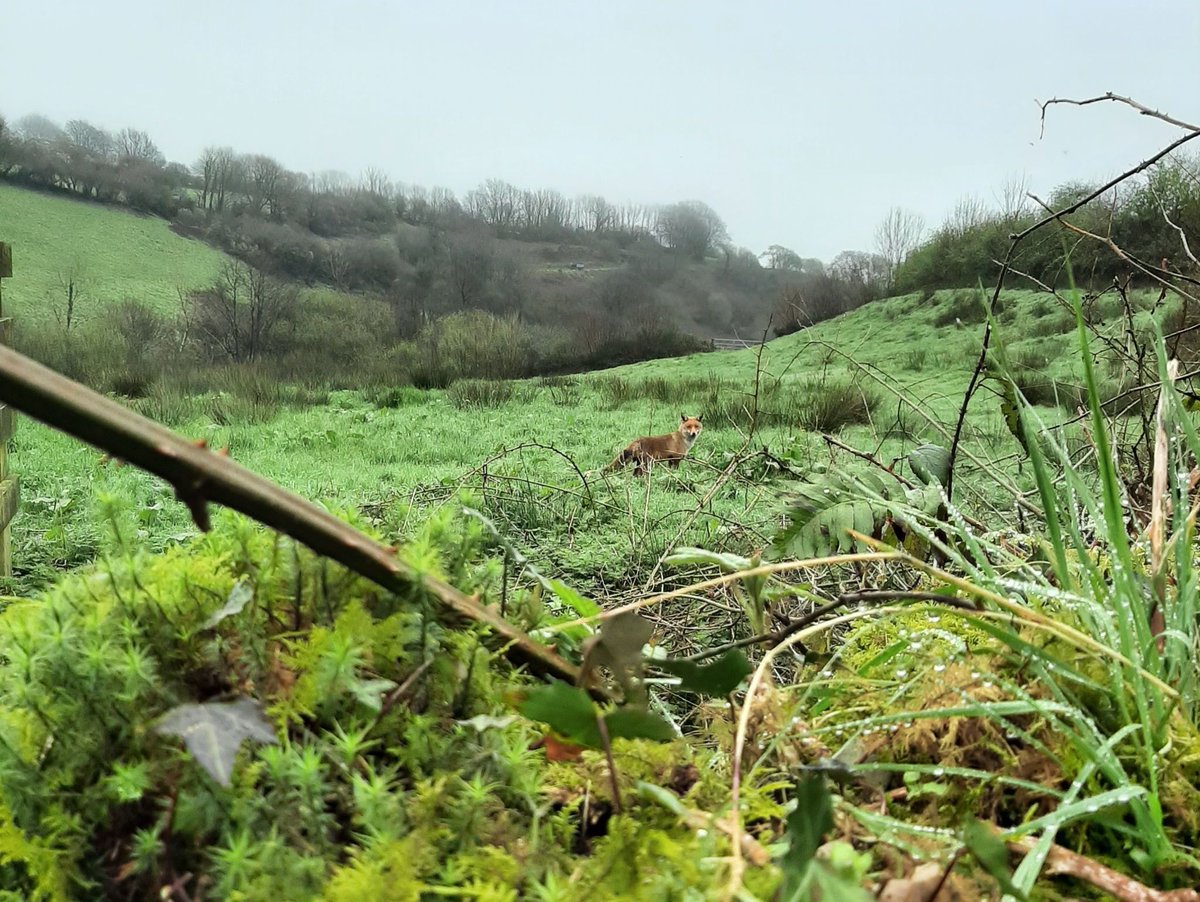 DevonWildlife's tweet photo. Becca from DWT's #UpstreamThinking team was sampling soils when she noticed this furry visitor.

Soil sampling can help landowners find out how to manage healthy soils, including for beneficial microorganism and insects, providing food for animals like foxes!

@SouthWestWater https://t.co/5Exxow6h6n