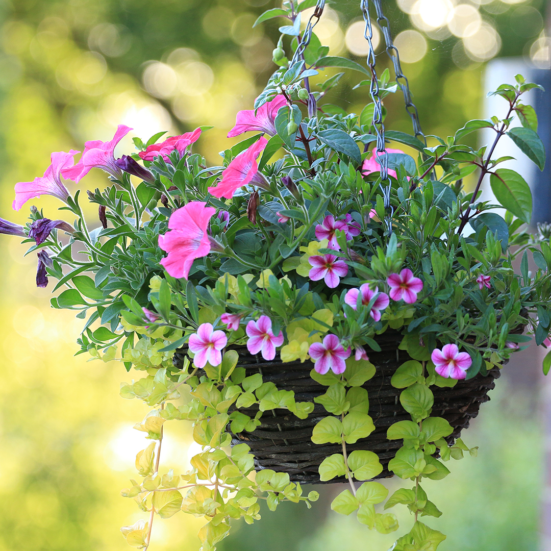 Pop in-store for 20% off all plants* ending TODAY! ⭐ Including hanging basket favourites to add new life into any outdoor space 🌼🧺 ​ Shop now: brnw.ch/21wJ4PQ *T&Cs apply