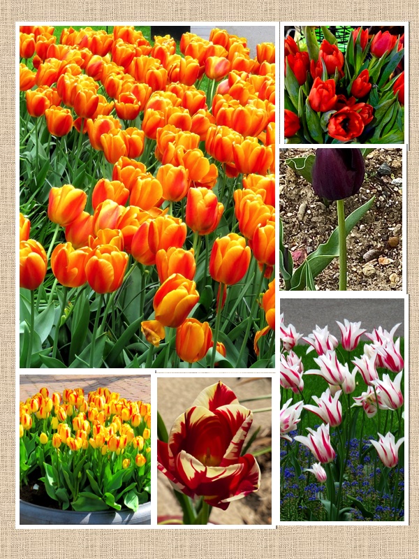 Happy #Tuesday #Flowers #flowersphotoHappy #TulipTuesday #flowerphotography #FlowersOfTwitter #tuesdayvibe #TuesdayMotivaton #TuesdayFeeling @BellverMj @DigiGranBiz @JonNormanDesign @23Hil @IANGPhotographR @jillbrown231 @s4r4h_l @PengMa6 @jillwebbwords @coolonespa #tulip