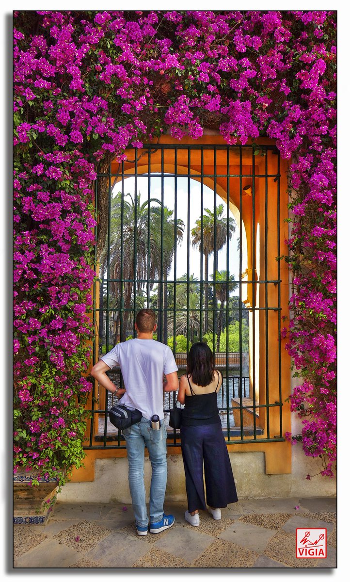 Una ventana al Jardín del Edén. #FelizMartes #Sevilla #Triana #Macarena #Andalucía #Andalucíahoy