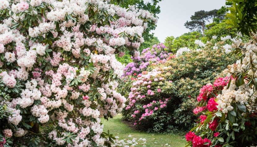 So exceptional are the blooms @exburygardens that it is famed for its collection of rhododendrons and azaleas bursting into life with vibrant spring colour in late April and throughout May. visit-hampshire.co.uk/ideas-and-insp…