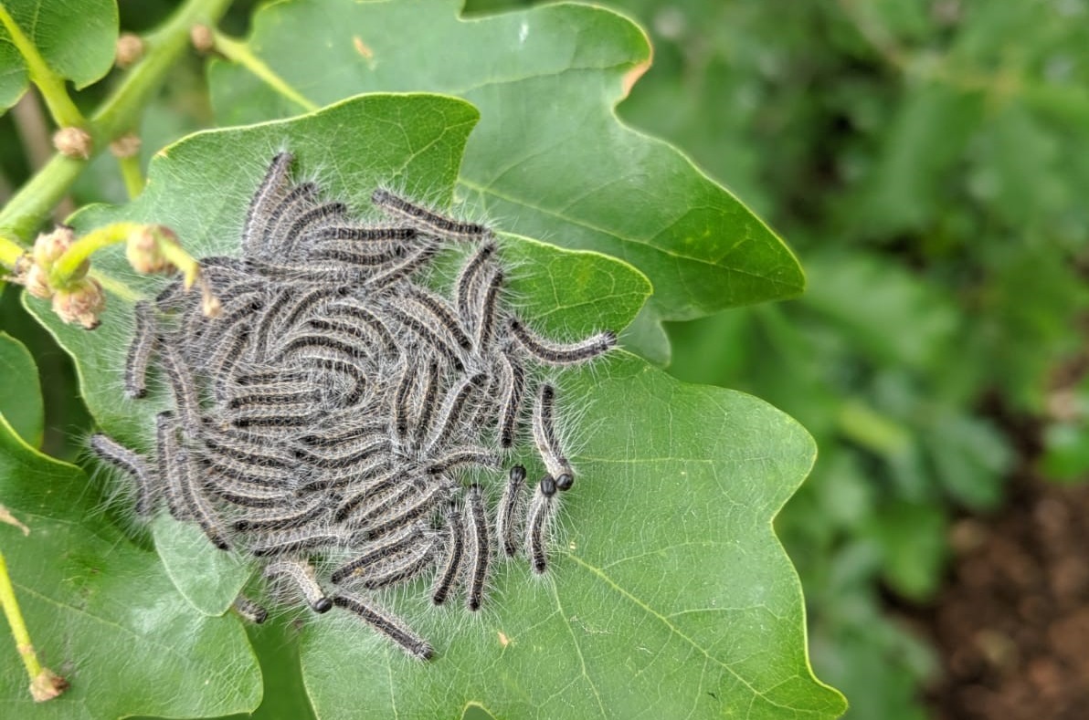 We're hosting Oak Processionary Moth awareness days at Wimbledon Common, Epping Forest, and Ampfield in May and June. If you manage oak trees in the areas affected by this tree pest, come along for expert advice. eventbrite.co.uk/cc/oak-process… #TreeHealth