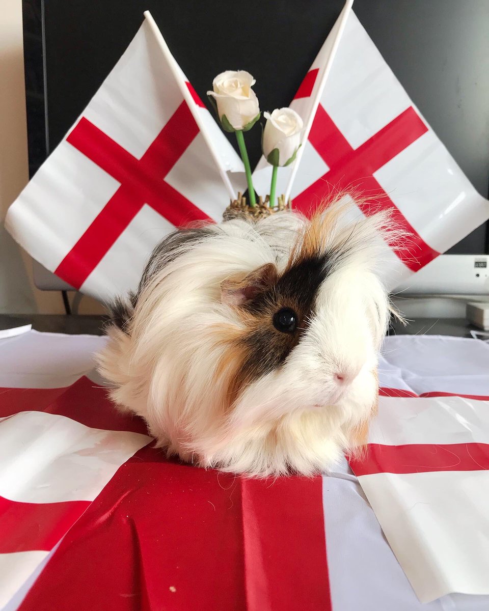 🏴󠁧󠁢󠁥󠁮󠁧󠁿 It’s St George’s Day! 🏴󠁧󠁢󠁥󠁮󠁧󠁿 - Part 1

To my fellow English men and women, we hope you all have a wonderful St George’s Day! 

Continue ⬇️ 

#StGeorgesDay #WillowTheSilverSilkie
#CrazyHairedDaisy 
#MisterHugoThePiggy
#HeatherTheCloudPiggy #HazelAkaTheFlashPiggy #NalaThePigalodon