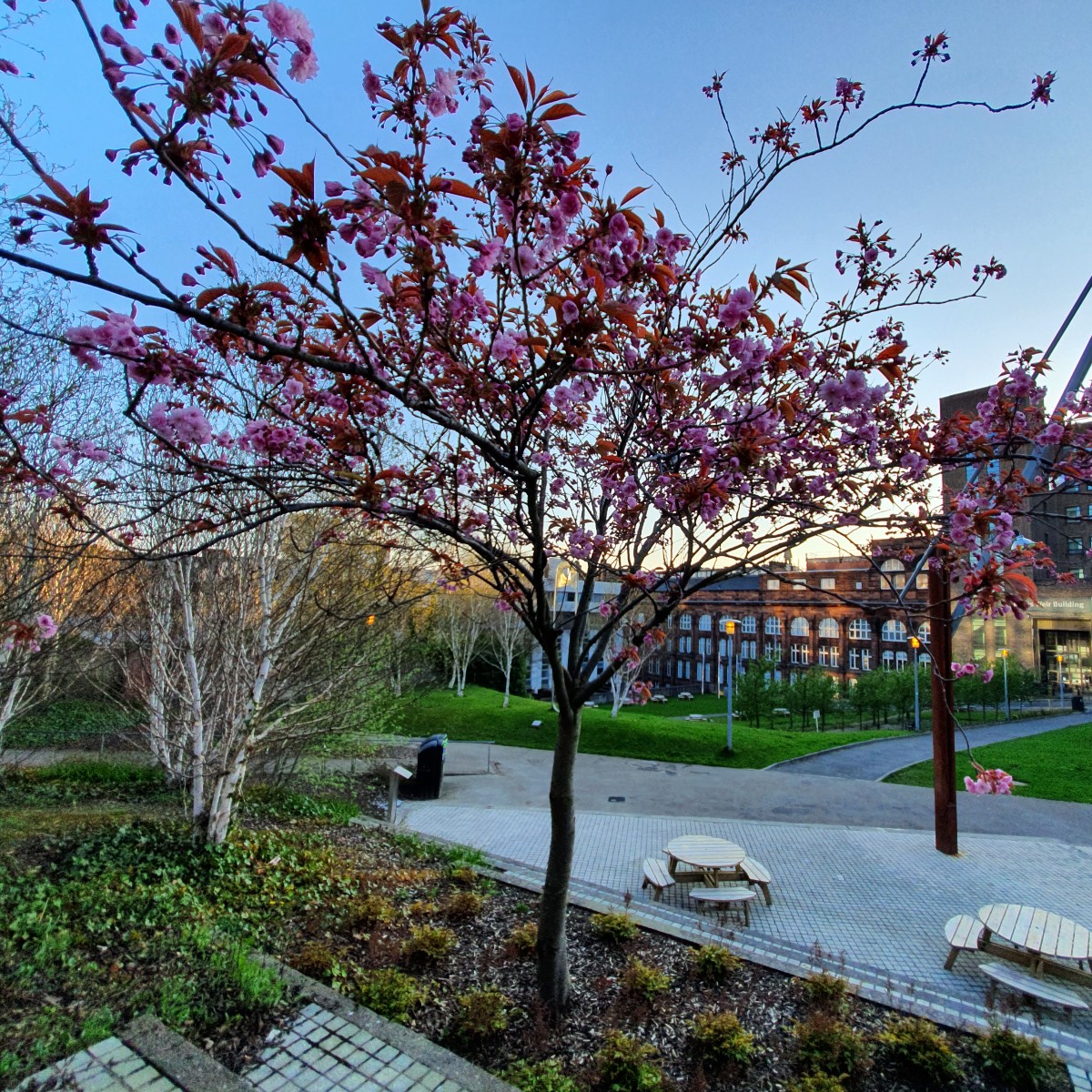 Nothing quite says spring like a cherry blossom tree in full bloom. 🌸 The cherry blossom season is relatively short so catch them around Glasgow before they disappear again. 💗 📸 Rottenrow Gardens #CherryBlossomSeason #GlasgowCityCentre #StrathLife #Campus