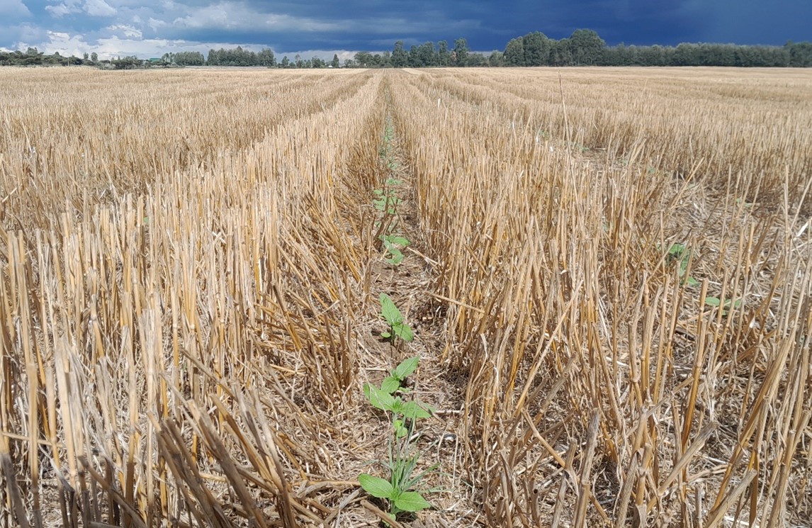 CofEKenya's tweet photo. 𝑫𝒐𝒖𝒃𝒍𝒆 𝒄𝒓𝒐𝒑𝒑𝒊𝒏𝒈 𝒅𝒊𝒍𝒆𝒎𝒎𝒂𝒔!

Planting two crops a year or “double cropping” can be immensely satisfying both for the soil and to generate more profit.

To read more on this, follow the Thinkagronomy Newsletter link or sign up.
https://t.co/BAxPqDZAS7 https://t.co/WWEAAYPbTa