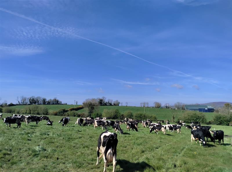 After a difficult spring, it is great to see one of our farmers in Carlow making use of the sunshine ☀️ Since returning to grass full time, the milk protein has greatly increased on this farm🥛 Breeding season is underway where they use AI to get the best possible outcomes 🐄