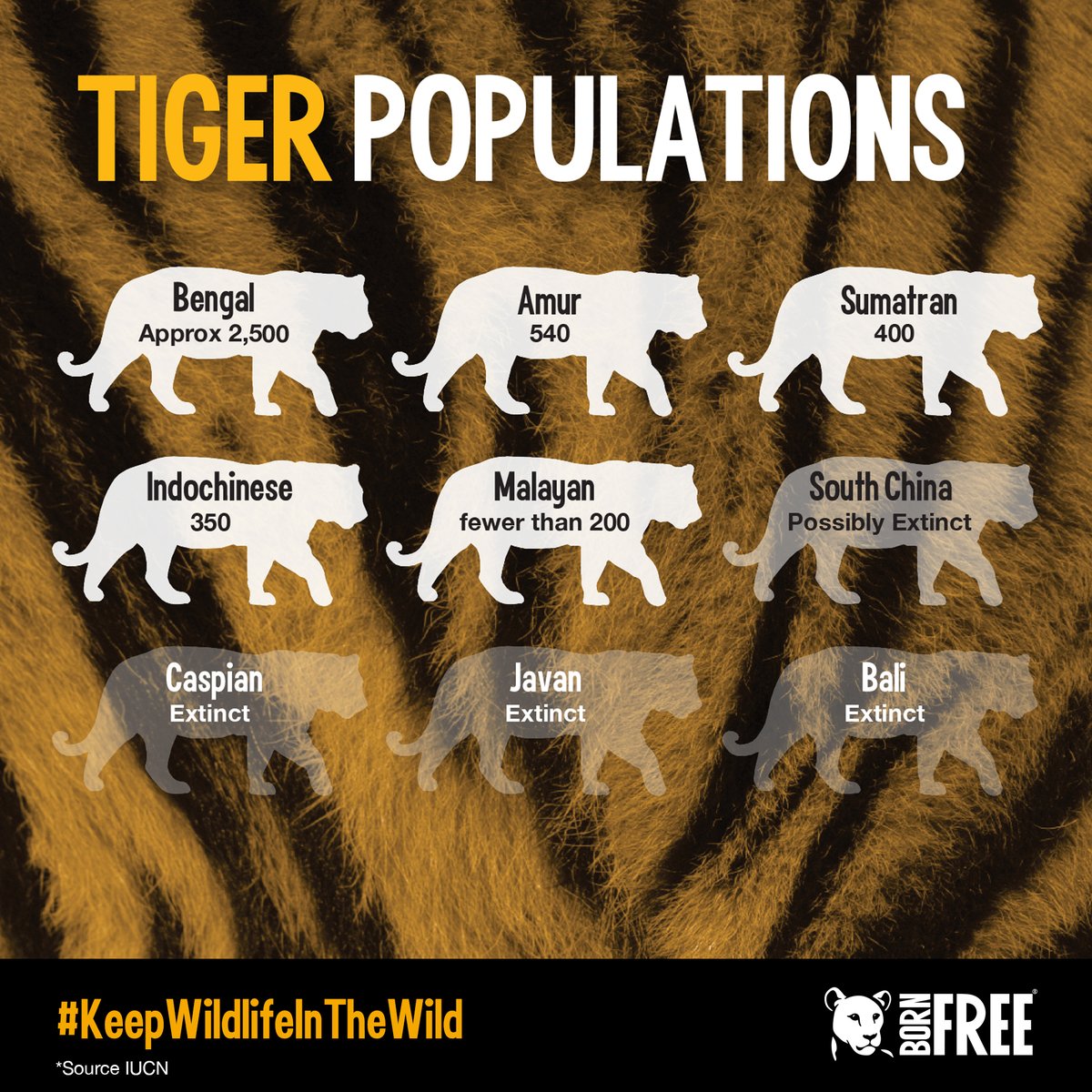 thinkingthea's tweet image. 📢 Don't miss your chance to double your donation for @BornFreeFDN during @thebiggive at no extra cost to yourself! Make a difference today to help #tigers #biggive24 #greenmatchfund donate.biggive.org/campaign/a0569…