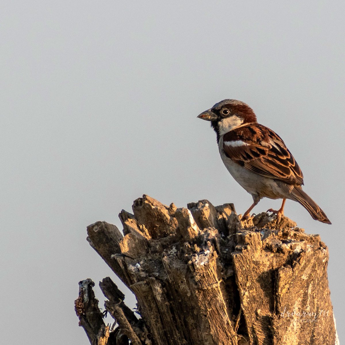 Like common man… (House sparrow) #IndiAves #birdwatching @NatGeoIndia #birding #BirDereceHak #Nikon #TwitterNatureCommunity #birdsphotography #BirdsOfTwitter #BirdTwitter @NatGeoPhotos #NaturePhotograhpy #ThePhotoHour @DEFCCOfficial @BNHSIndia