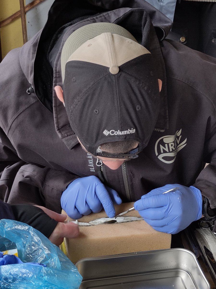 Olle Calles tweet media