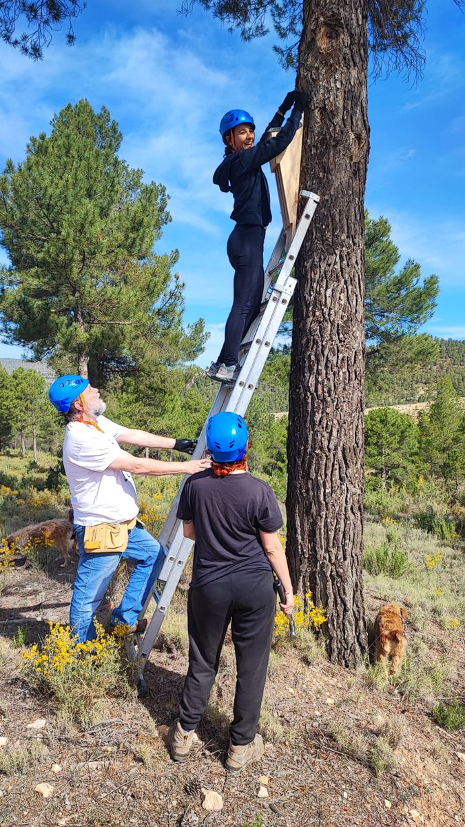 🦇🌱Continúan las medidas destinadas a la conservación y estudio de los murciélagos forestales en #Albacete. Entre estas, cabe destacar la instalación de 24 refugios artificiales para murciélagos en #Nerpio @caixabank @FMontemadrid @Ideas_MedAmb #murciealgoforestalalbacete
