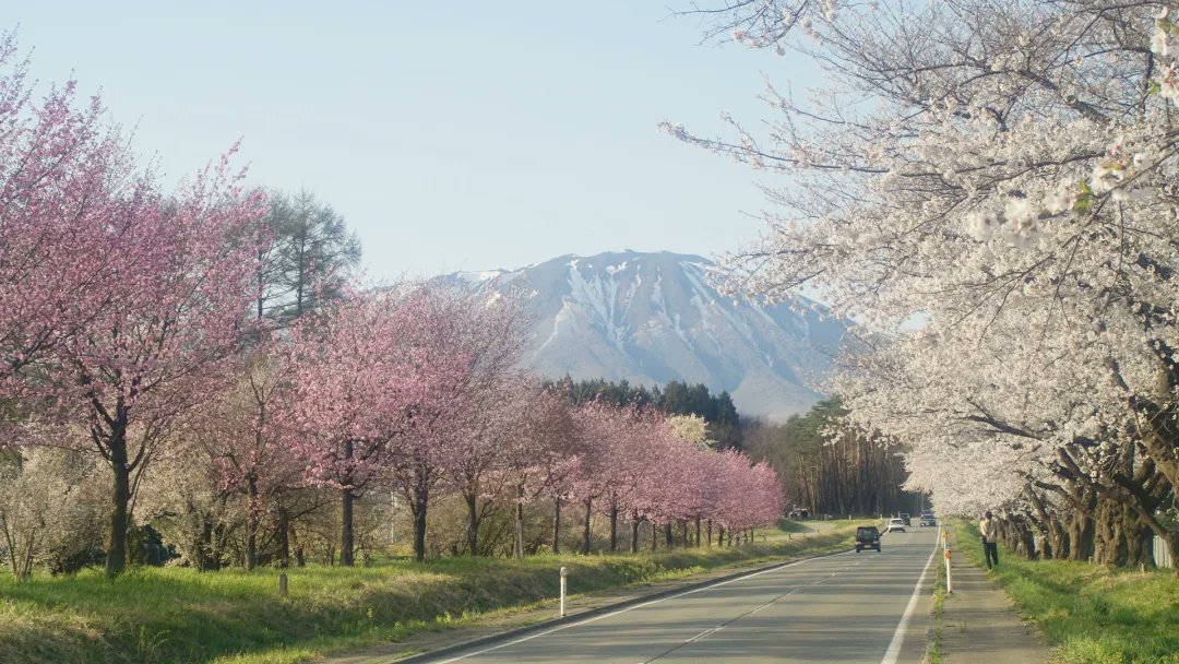 日曜日、小岩井の桜並木🎵　#キリトリセカイ　#桜　#デジタルでフィルムを再現　#オールドレンズ　#oldlens