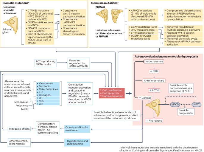 NatureRevEndo's tweet photo. New content online: Mild autonomous cortisol secretion: pathophysiology, comorbidities and management approaches https://t.co/gWyEpaHb7K https://t.co/APMGamwvNt