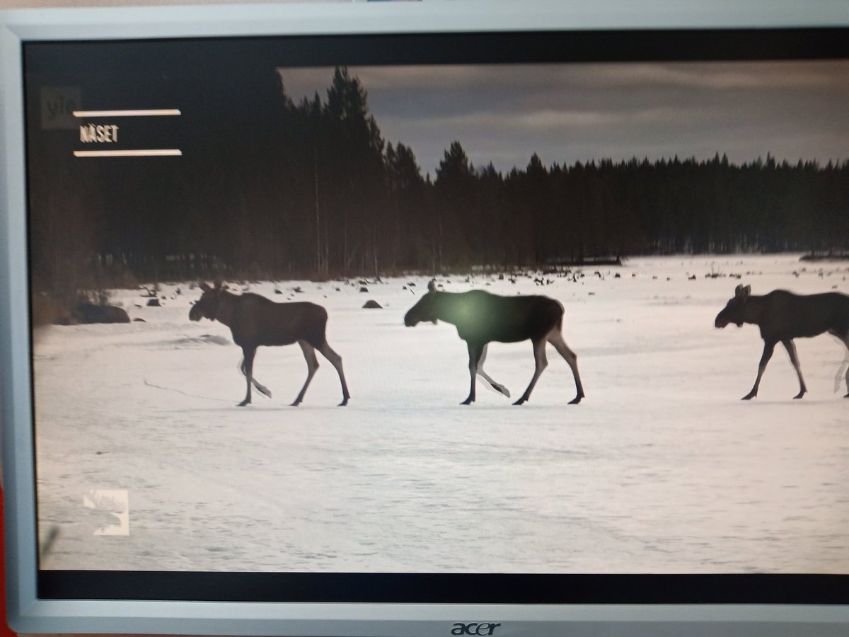 YLE Areena #Suurihirvivaellus slowtv parhaimmillaan. Hirviä ja peipposen laulua Ruotsin metsistä.