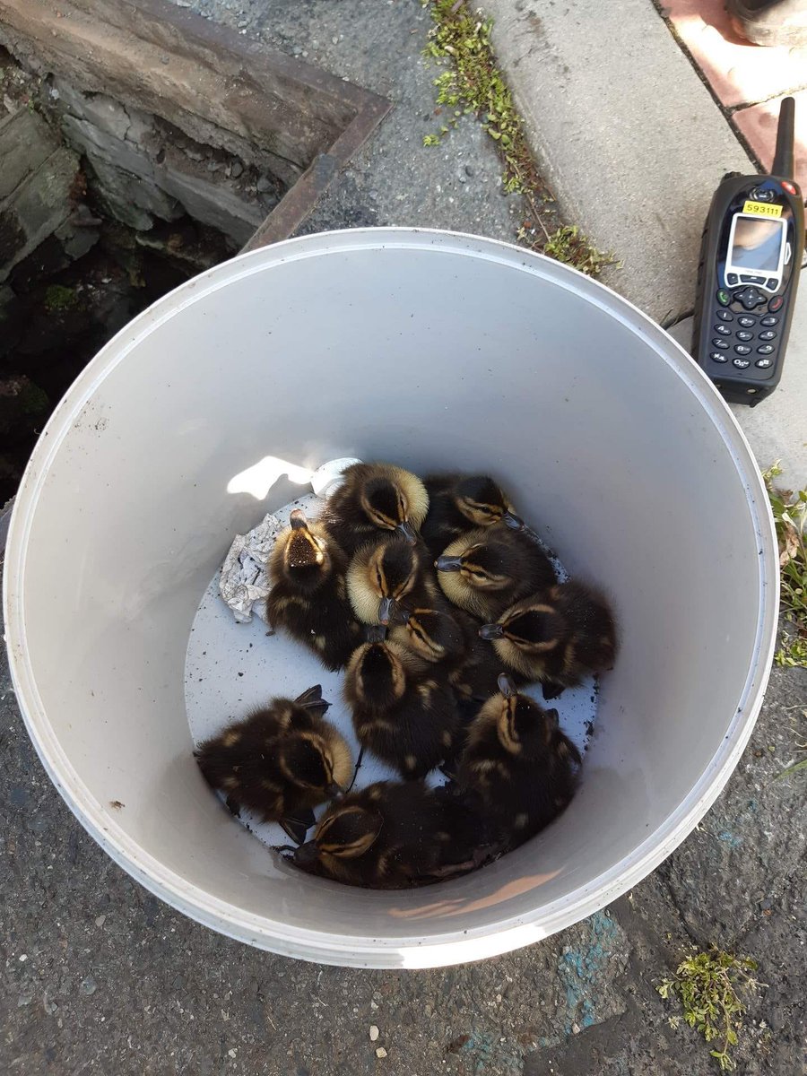 HasiciPraha's tweet photo. V Kunraticích jsme zachránili kachňata. Kolega do toho šel po hlavě. Zachránili jsme jich 11 🦆 https://t.co/KZ0T9msiHS